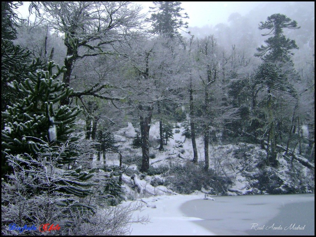 Foto de Curarrehue (Los Lagos), Chile