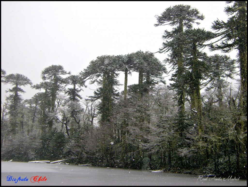 Foto de Curarrehue (Los Lagos), Chile