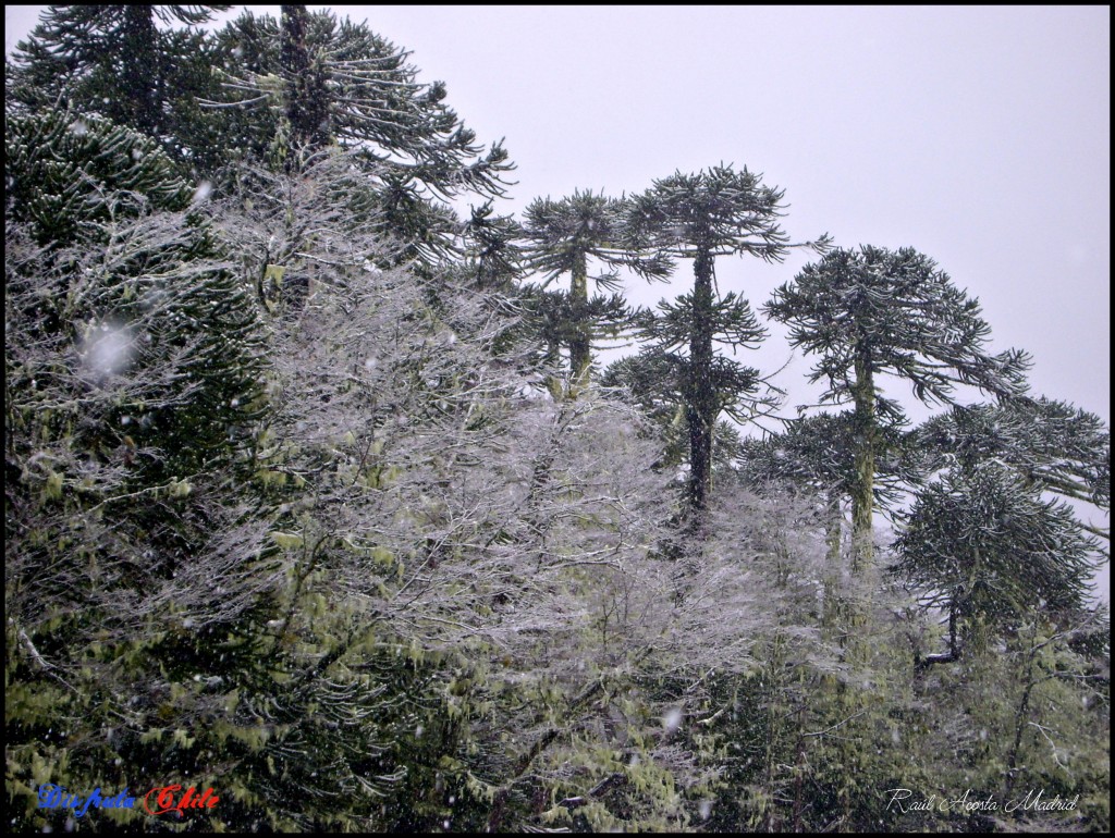 Foto de Pucón (Los Lagos), Chile
