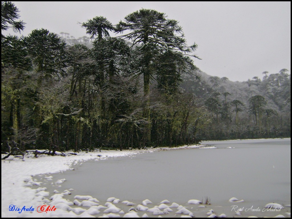 Foto de Pucón (Los Lagos), Chile