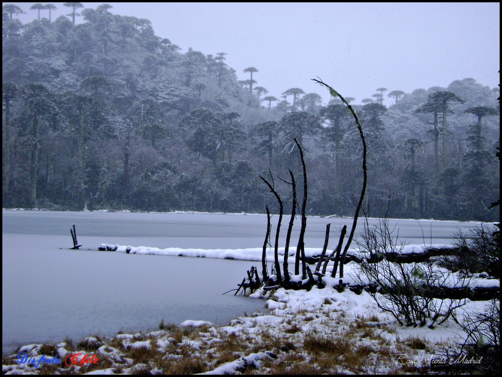 Foto de Pucón (Los Lagos), Chile