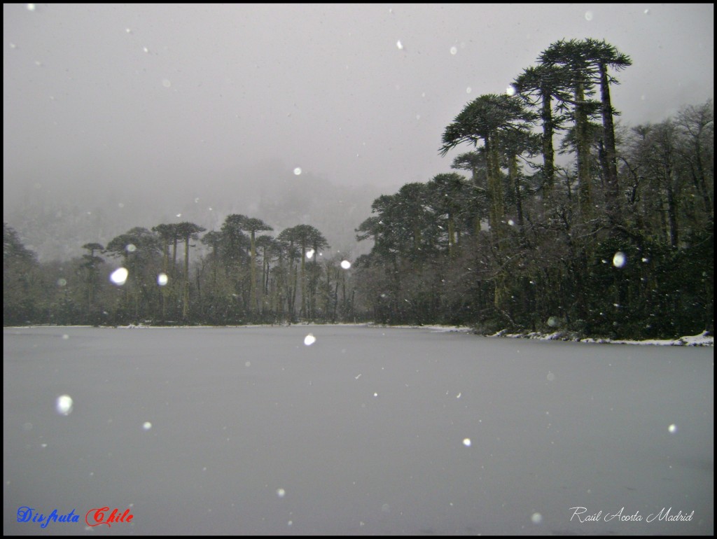 Foto de Pucón (Los Lagos), Chile