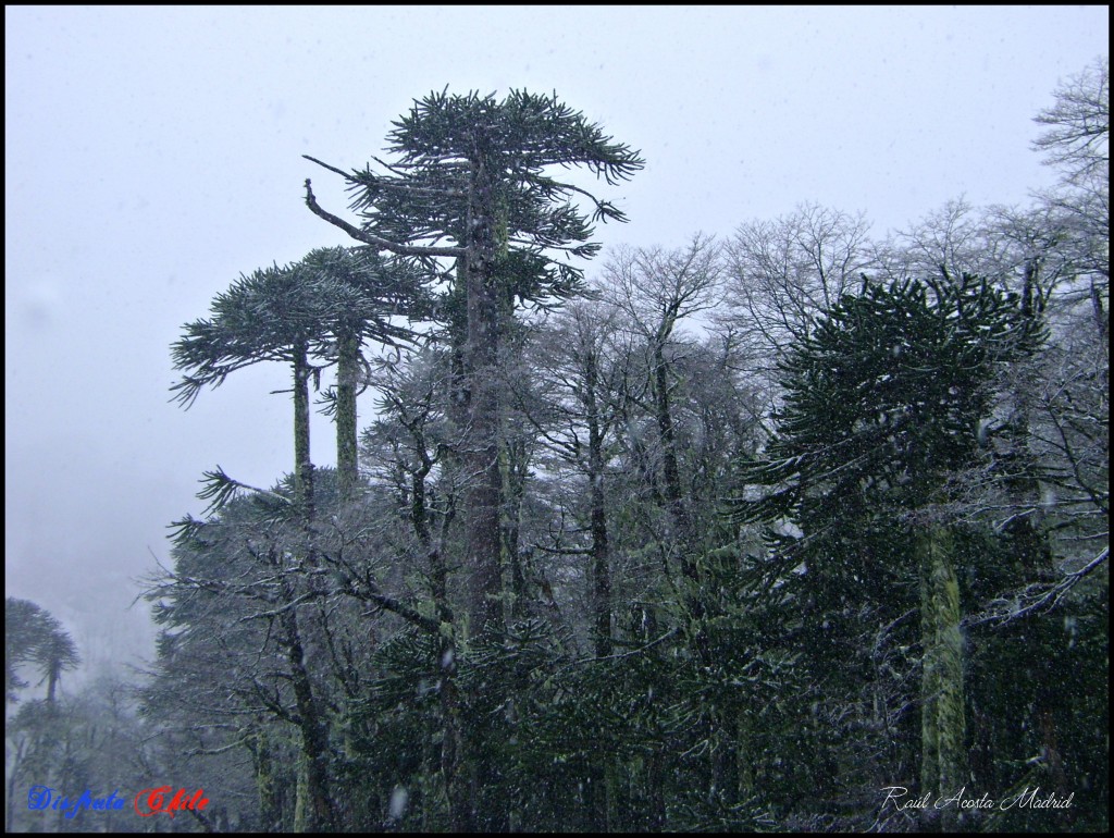 Foto de Pucón (Los Lagos), Chile