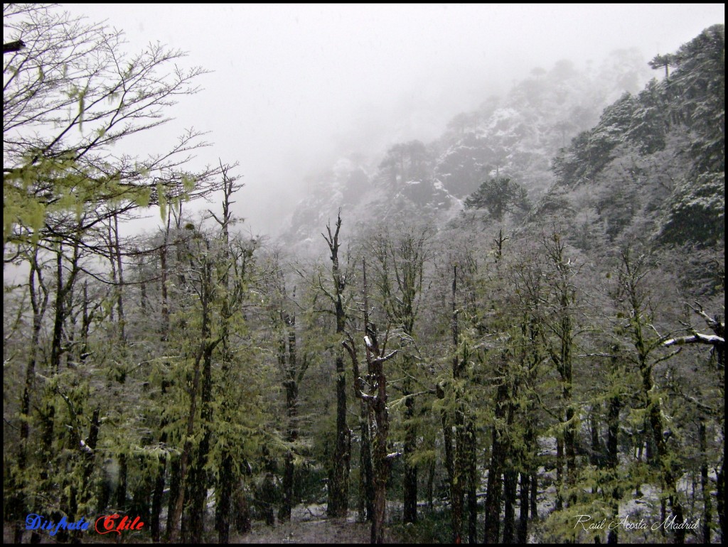 Foto de Pucón (Los Lagos), Chile