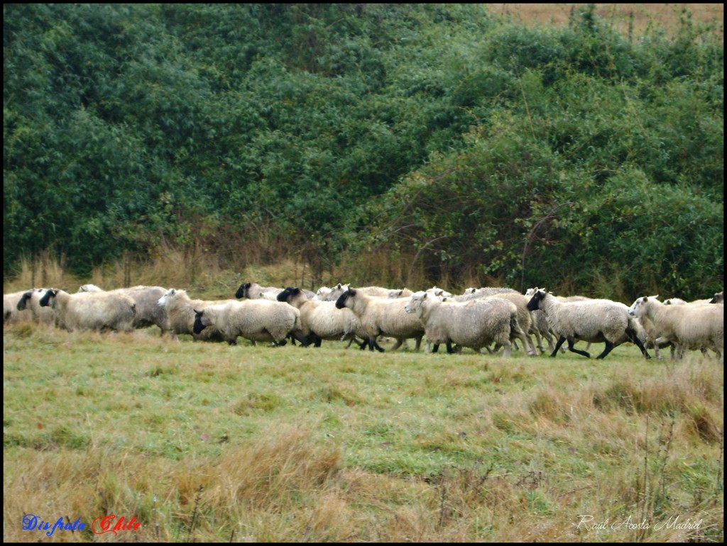 Foto de Pucón (Los Lagos), Chile
