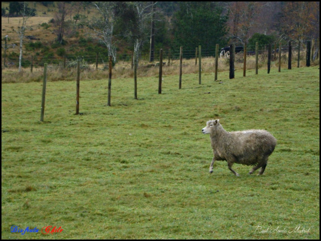Foto de Pucón (Los Lagos), Chile