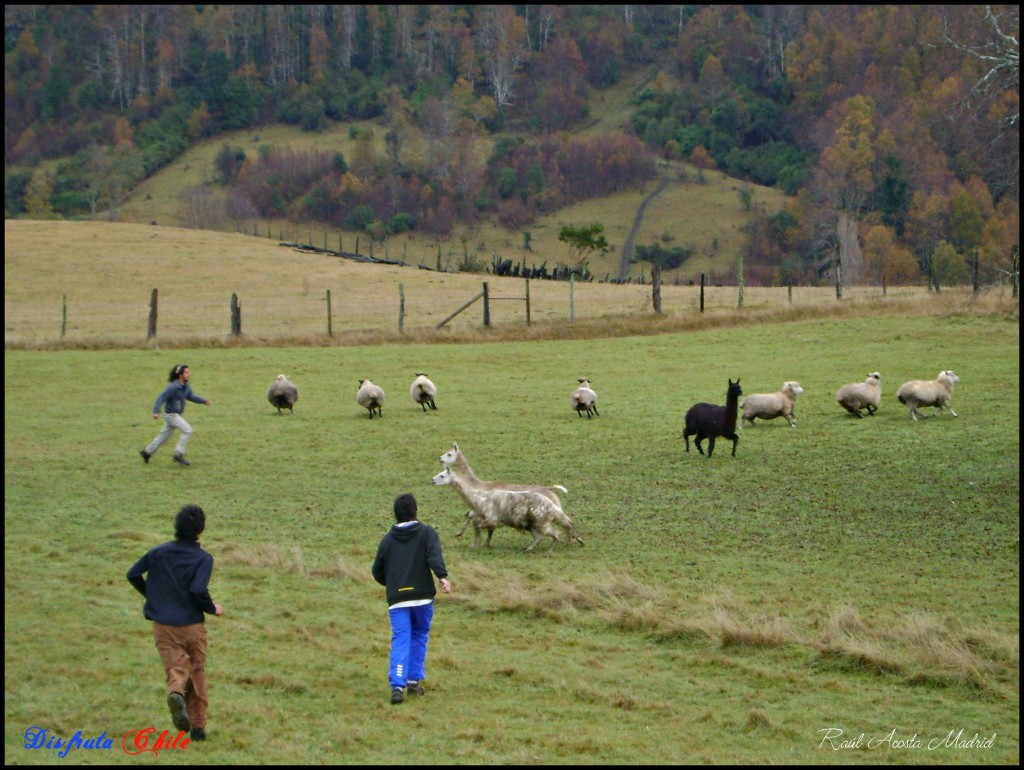 Foto de Pucón (Los Lagos), Chile