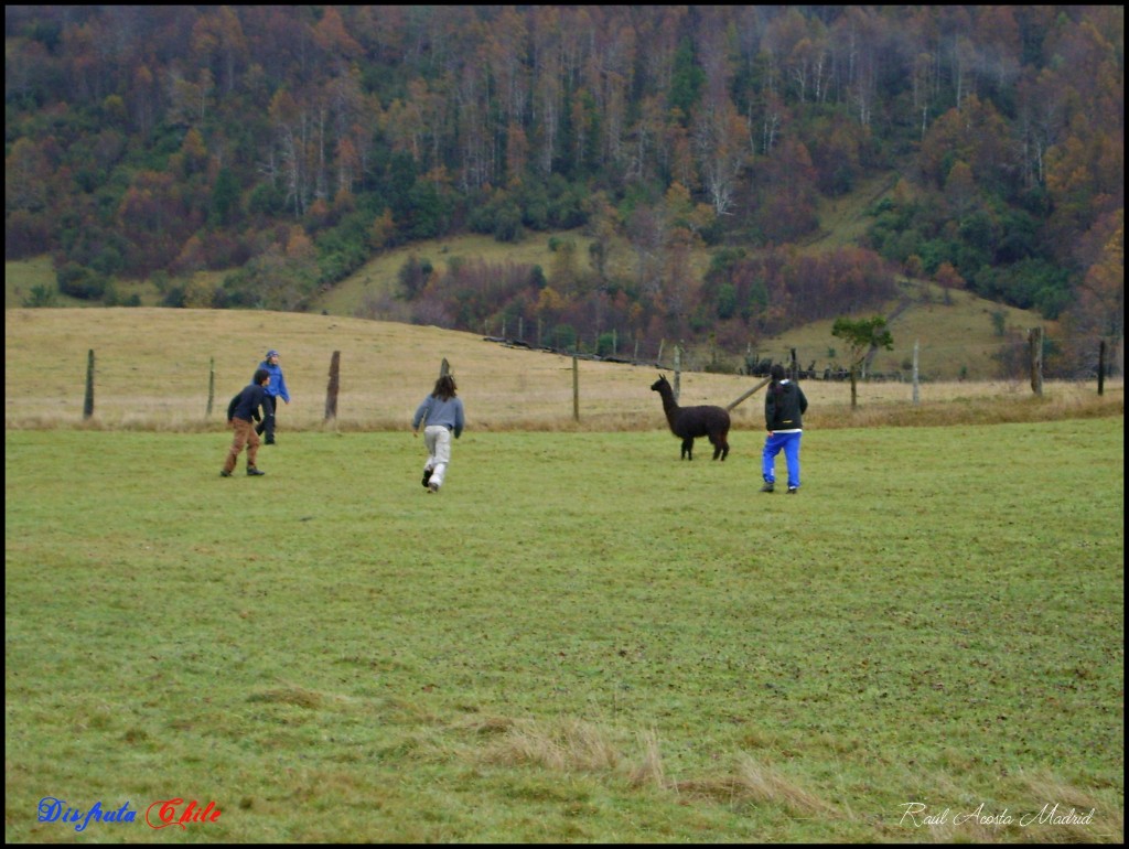Foto de Pucón (Los Lagos), Chile