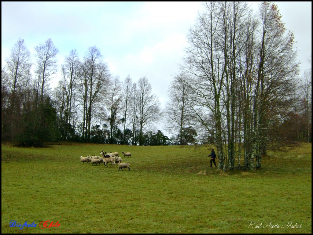 Foto de Pucón (Los Lagos), Chile