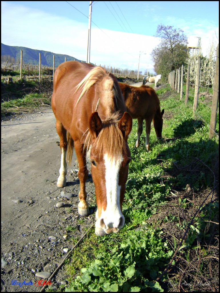 Foto de Lo Miranda (Libertador General Bernardo OʼHiggins), Chile