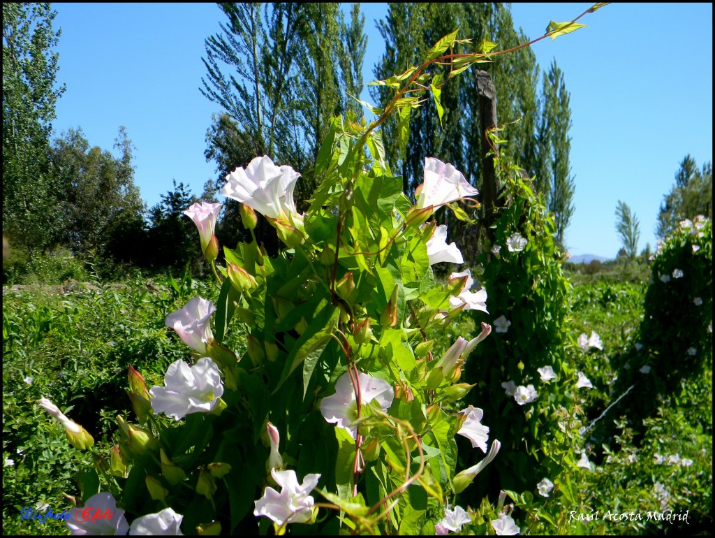 Foto de California (Libertador General Bernardo OʼHiggins), Chile