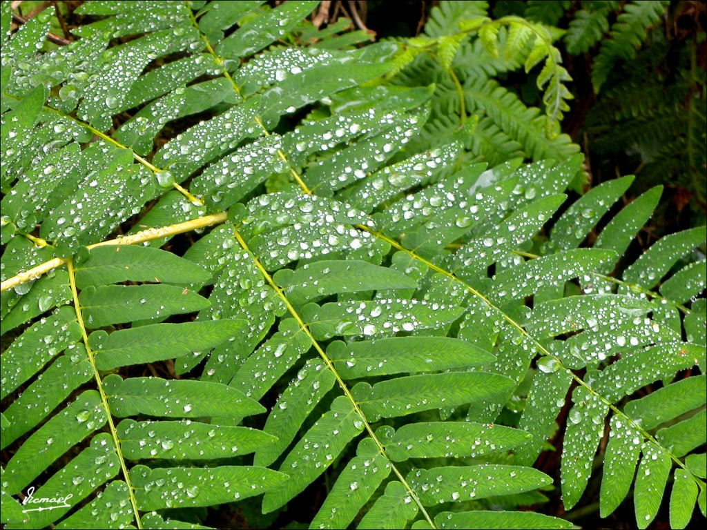 Foto: 110709-048 CESTONA - Zestoa (Gipuzkoa), España