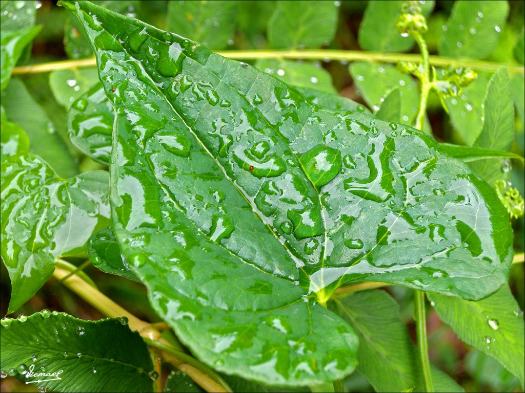 Foto: 110709-050 CESTONA - Zestoa (Gipuzkoa), España