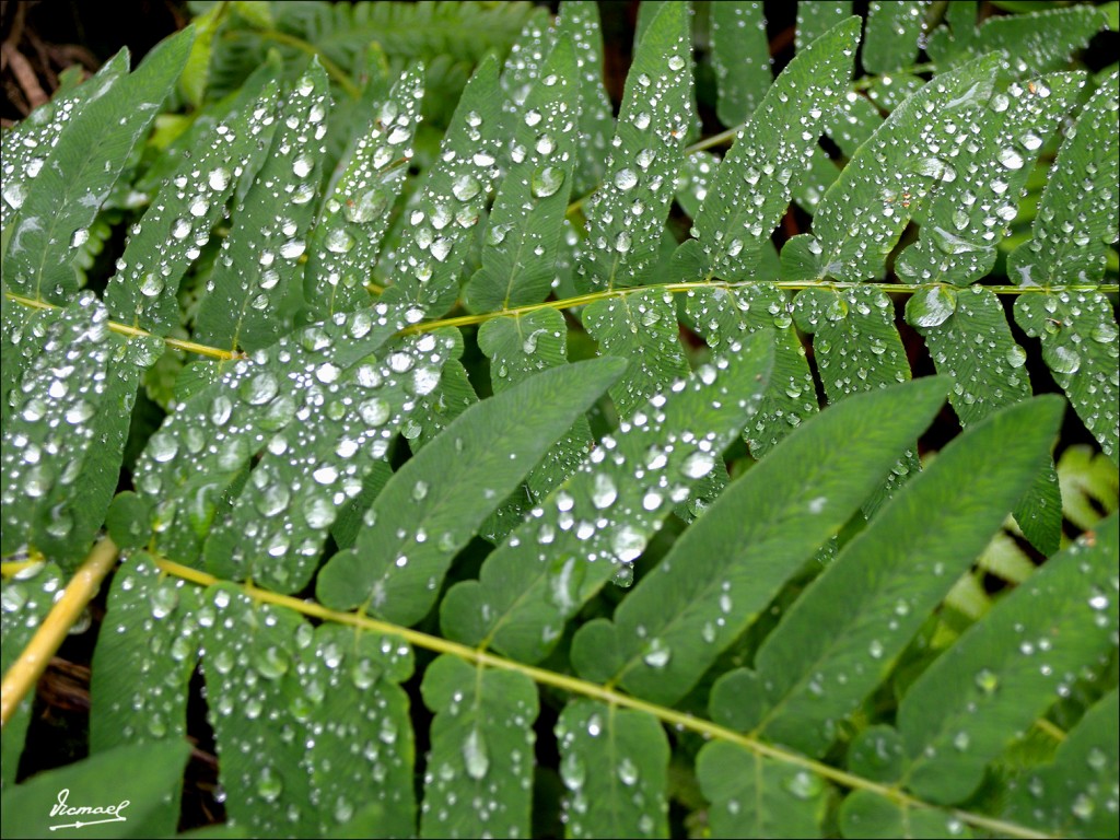 Foto: 110709-051 CESTONA - Zestoa (Gipuzkoa), España