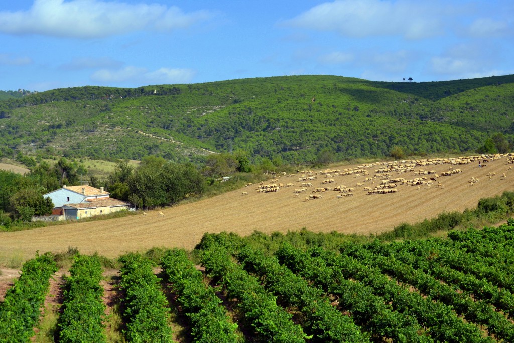 Foto: Rebaño y viñas. - Torrelles de Foix (Barcelona), España
