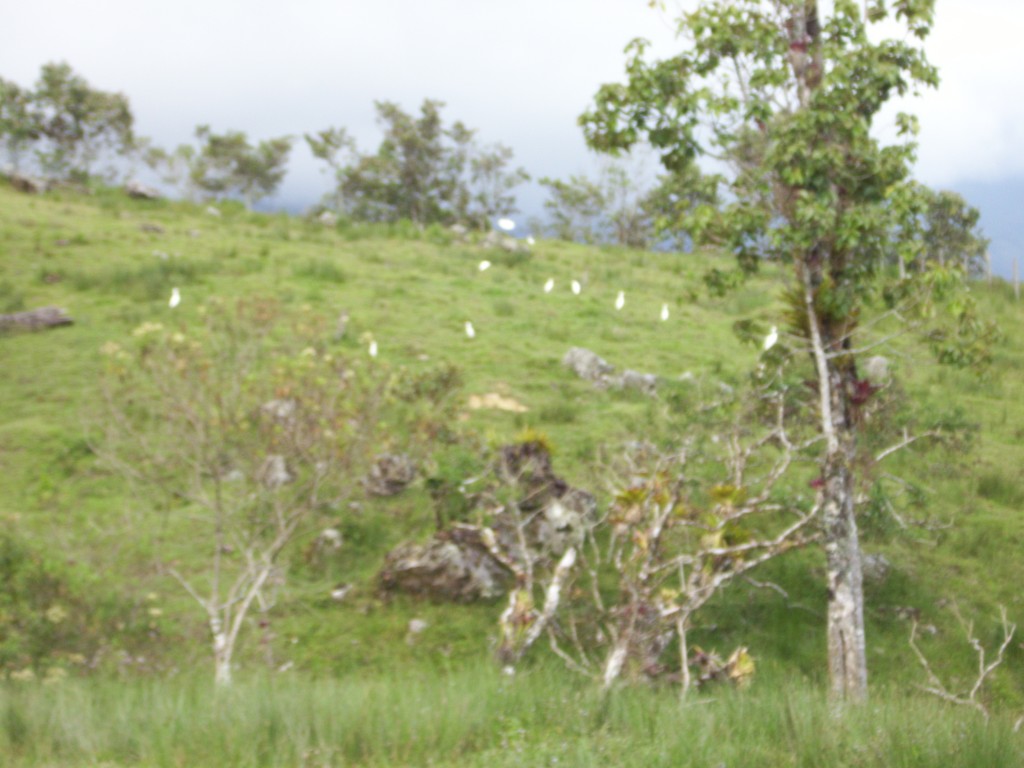 Foto: Garzas - Aquitania . San Juan (Boyacá), Colombia