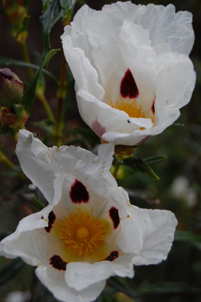 Foto: naturaleza - Madrid (Comunidad de Madrid), España