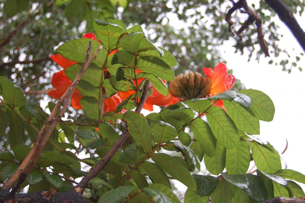 Foto de Mulalo (Valle del Cauca), Colombia