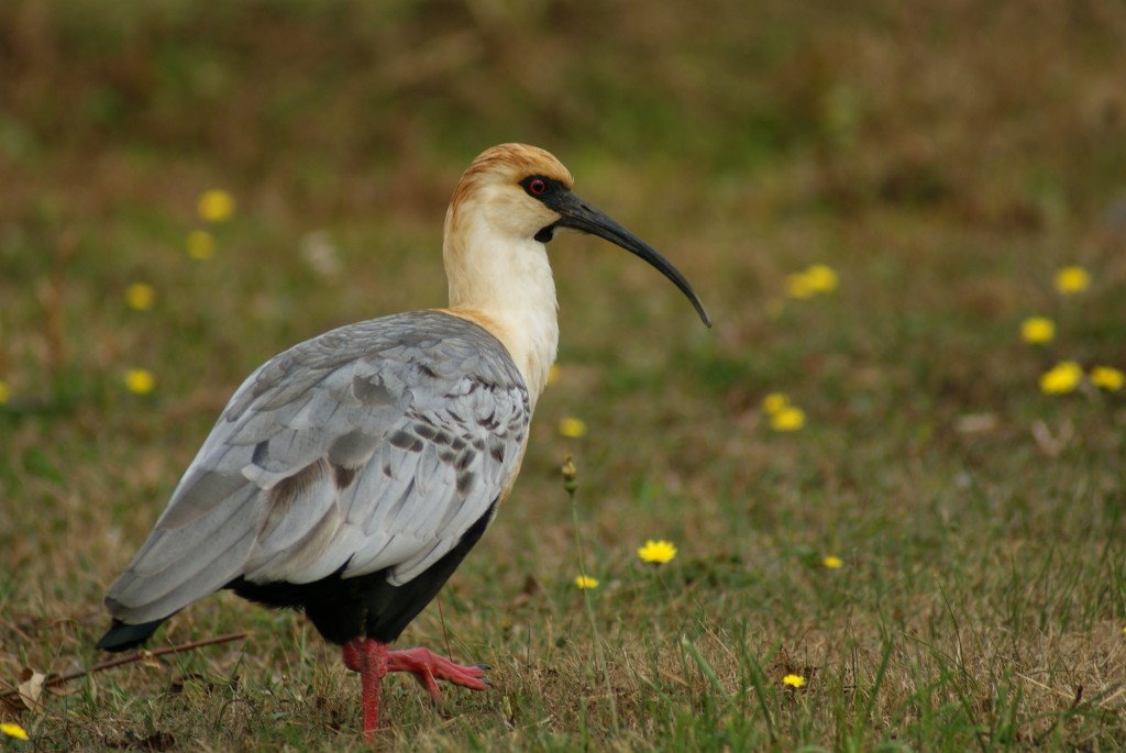 Foto: Bandurria  AVE SILVESTRE DEL SUR DE CHILE - Maullin (Los Lagos), Chile