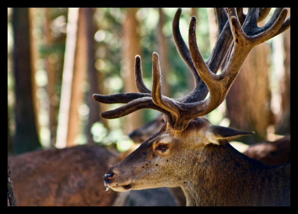 Foto de Parque la Cuniacha (Huesca), España