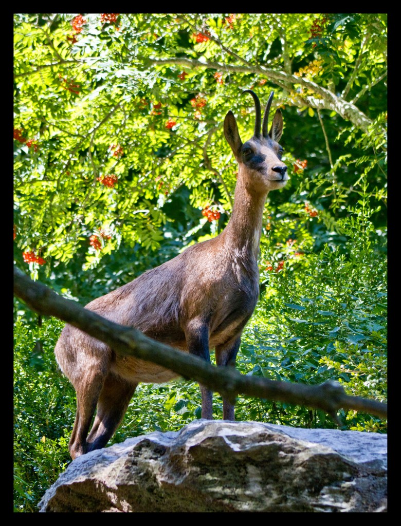 Foto de Parque la Cuniacha (Huesca), España