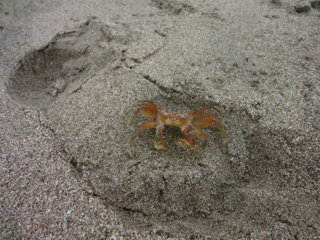 Foto: Cangrejo - Crucita (Manabí), Ecuador