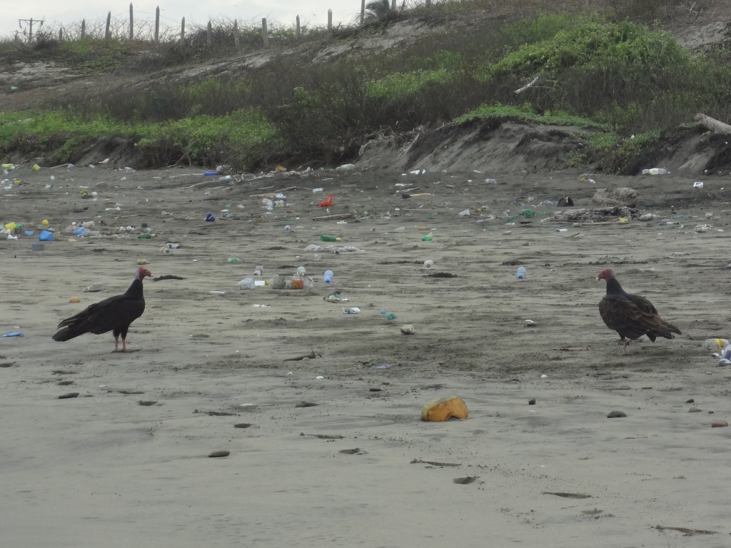 Foto: Carroñeros - Crucita (Manabí), Ecuador