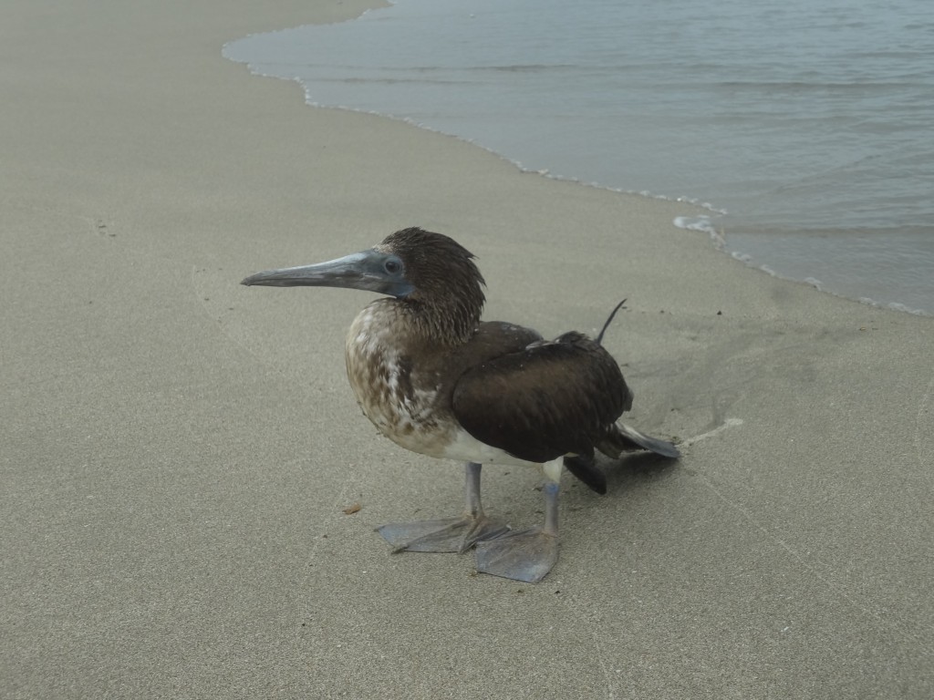Foto: Albatros - Crucita (Manabí), Ecuador