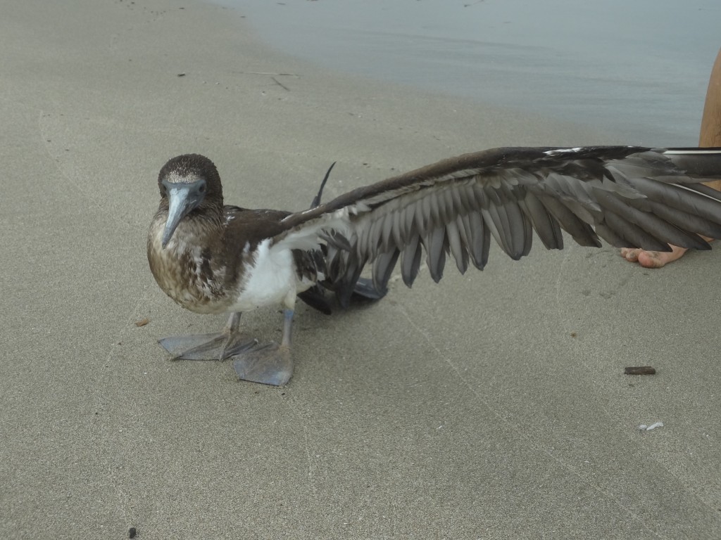 Foto: Albatros - Crucita (Manabí), Ecuador