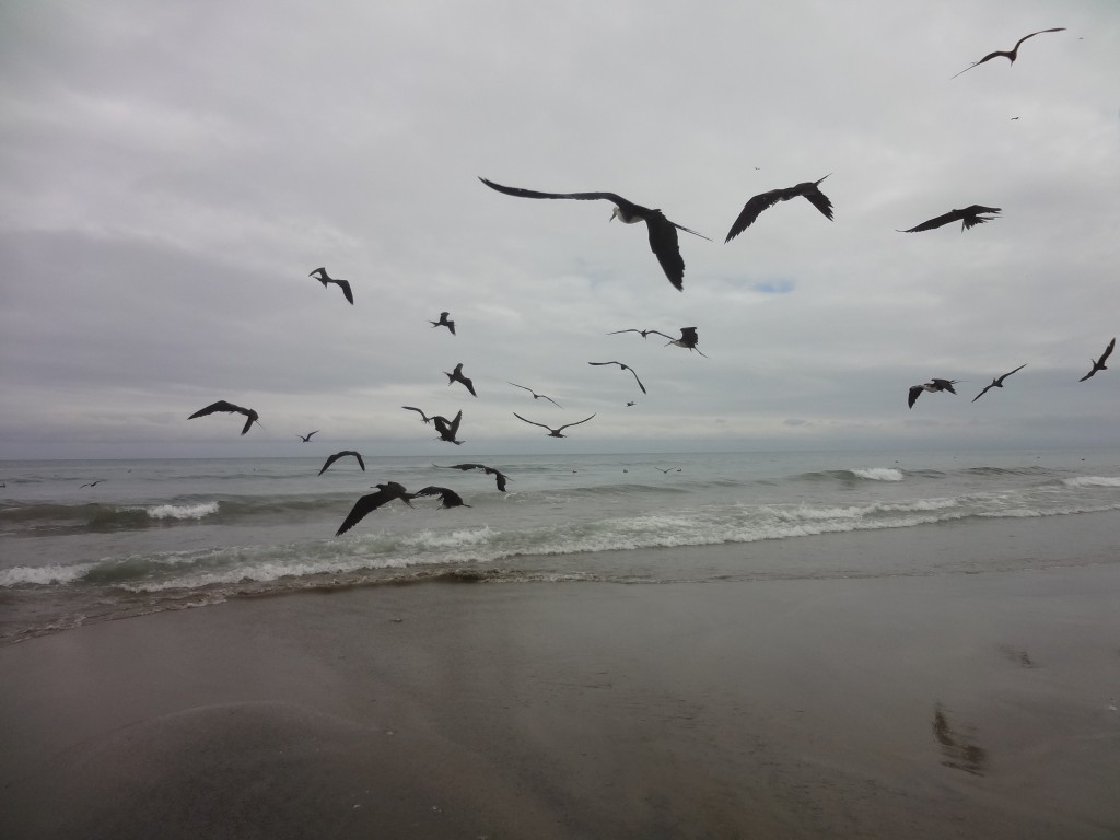 Foto: Gaviotas - Crucita (Manabí), Ecuador