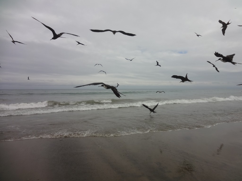 Foto: Gaviotas - Crucita (Manabí), Ecuador