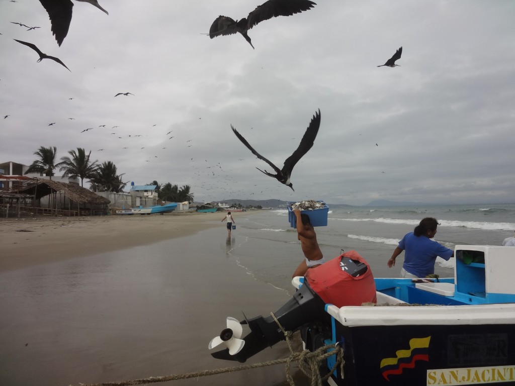 Foto: Gaviotas - Crucita (Manabí), Ecuador