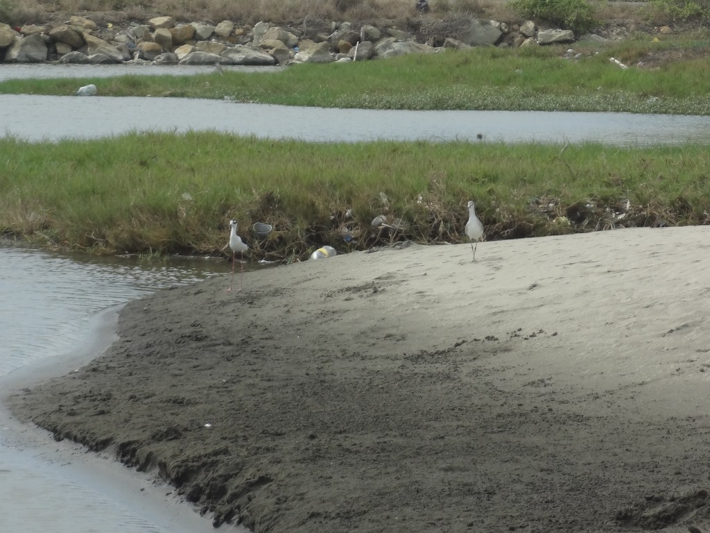 Foto: Patillos - Crucita (Manabí), Ecuador