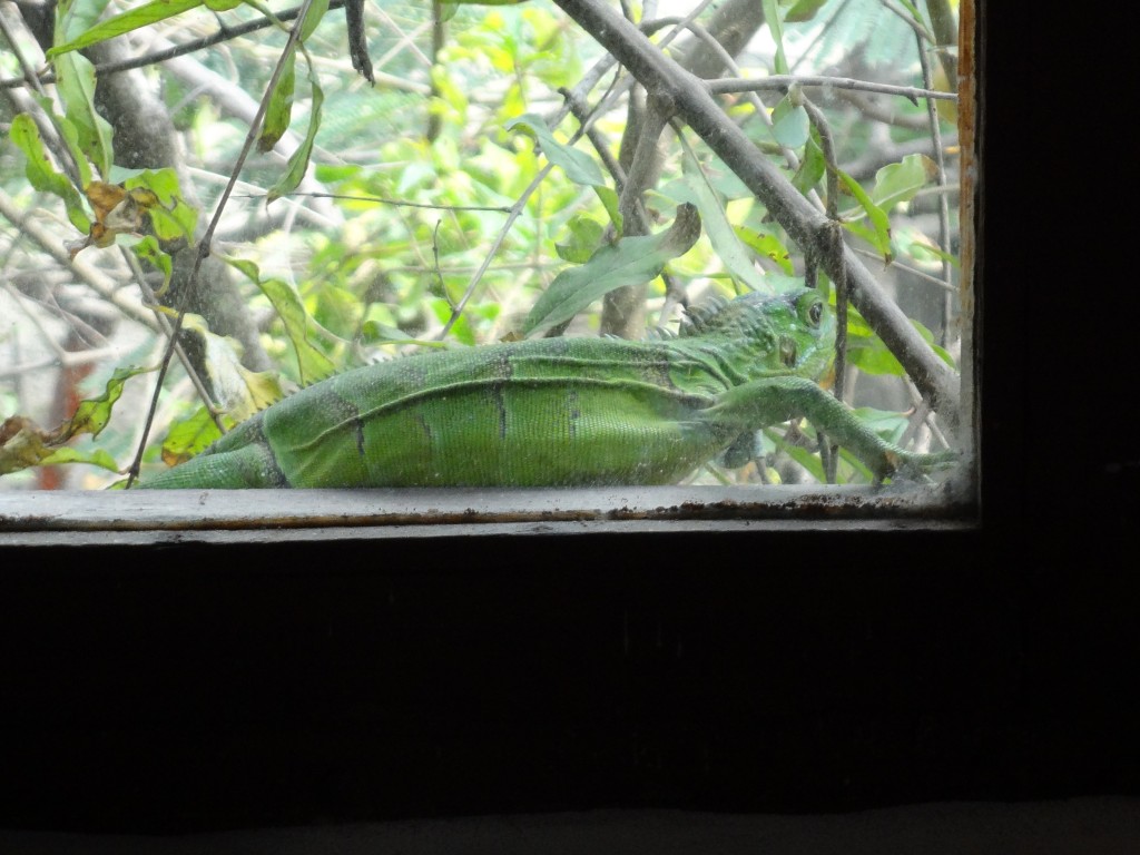 Foto: Iguana Verde - Crucita (Manabí), Ecuador