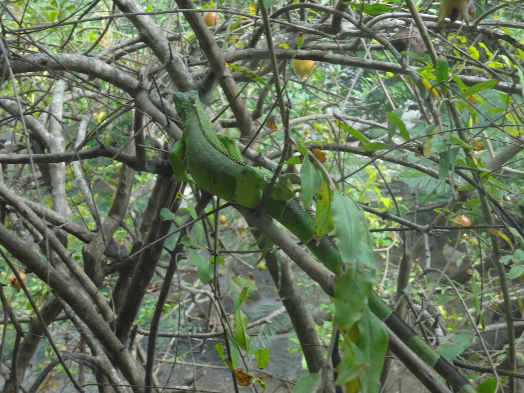 Foto: Iguana Verde - Crucita (Manabí), Ecuador