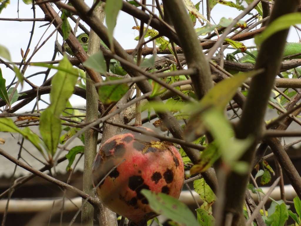 Foto: Iguana Verde - Crucita (Manabí), Ecuador