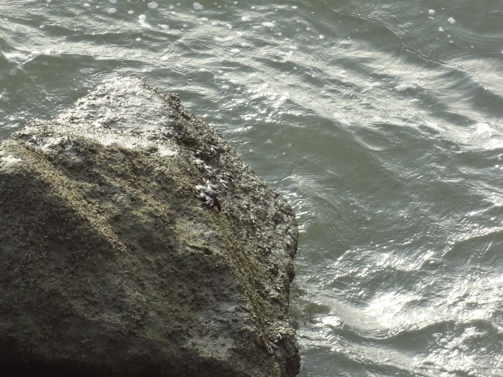 Foto: Roca con jaibas - San Vicente (Manabí), Ecuador
