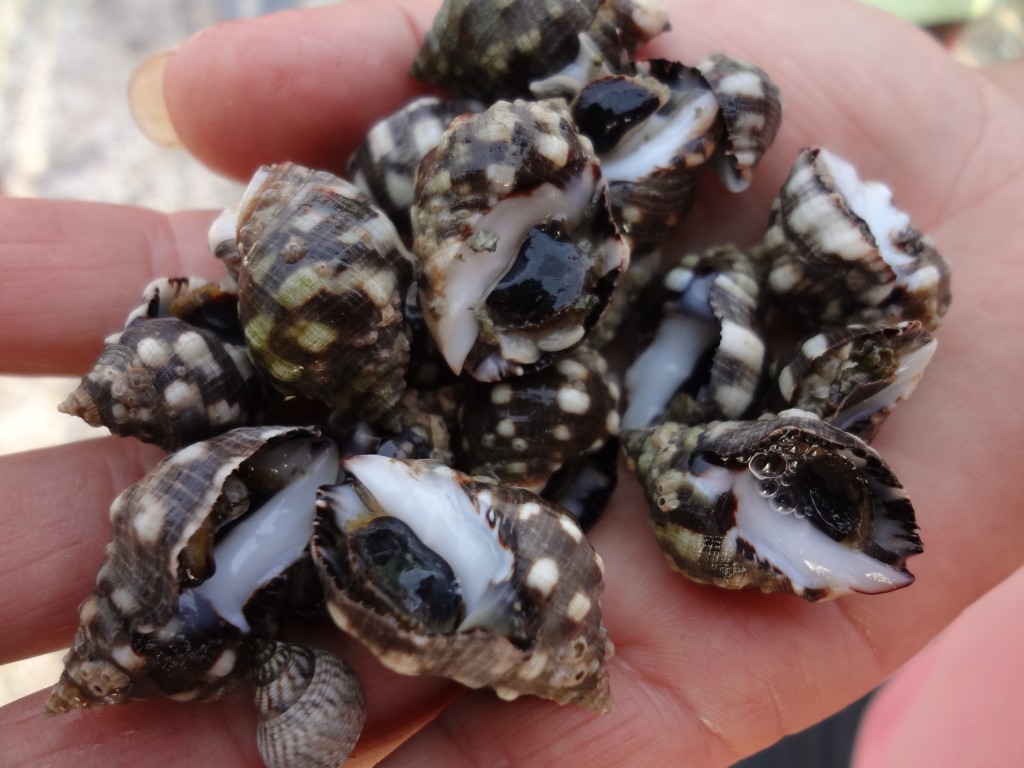 Foto: Caracoles - San Vicente (Manabí), Ecuador