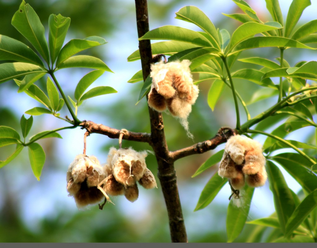 Foto: parasito  de la ceiba - Palenque (Chiapas), México