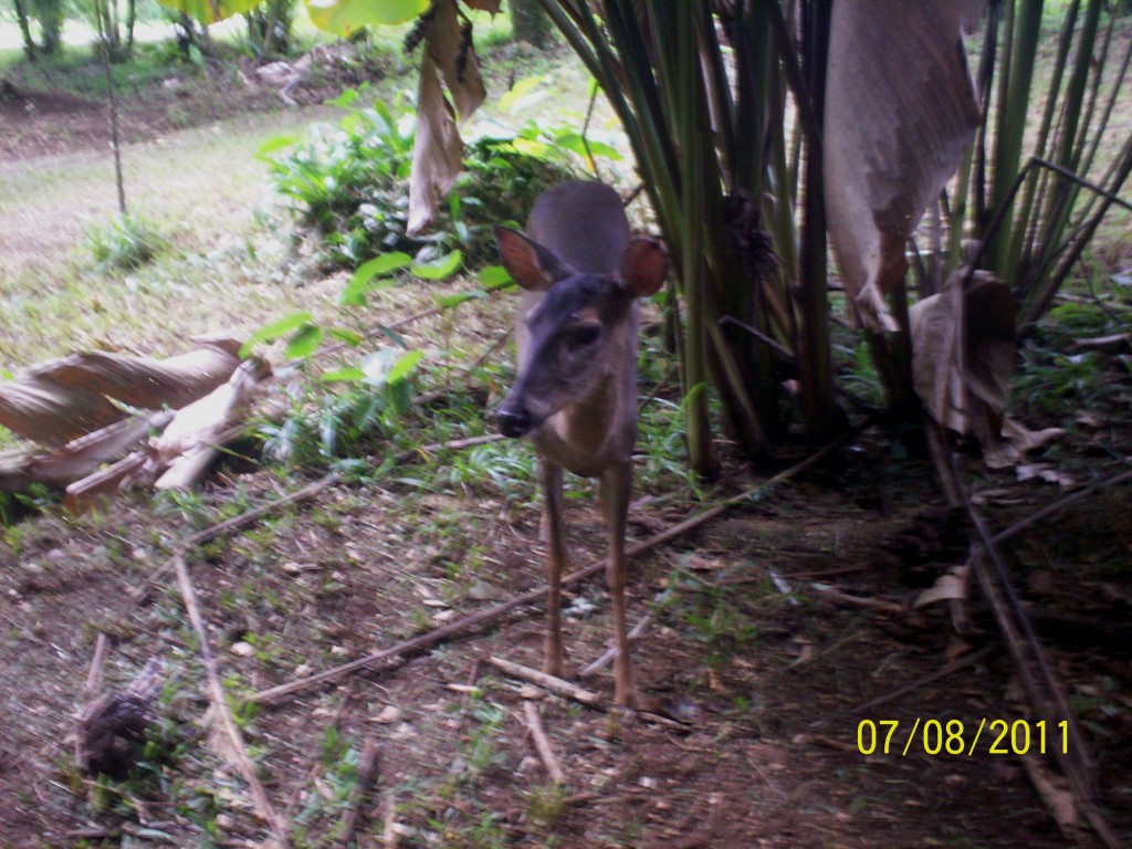 Foto de San Carlos (La Marina) (Alajuela), Costa Rica
