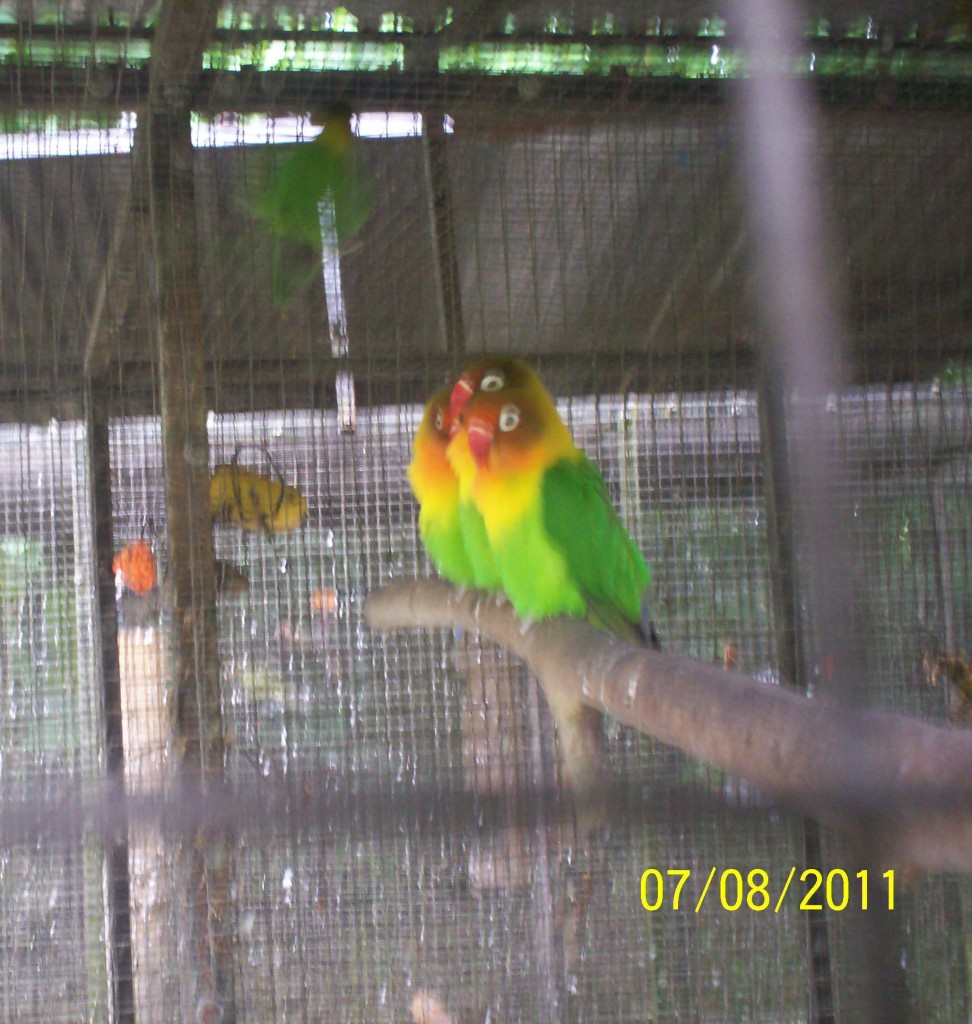 Foto de San Carlos (La Marina) (Alajuela), Costa Rica