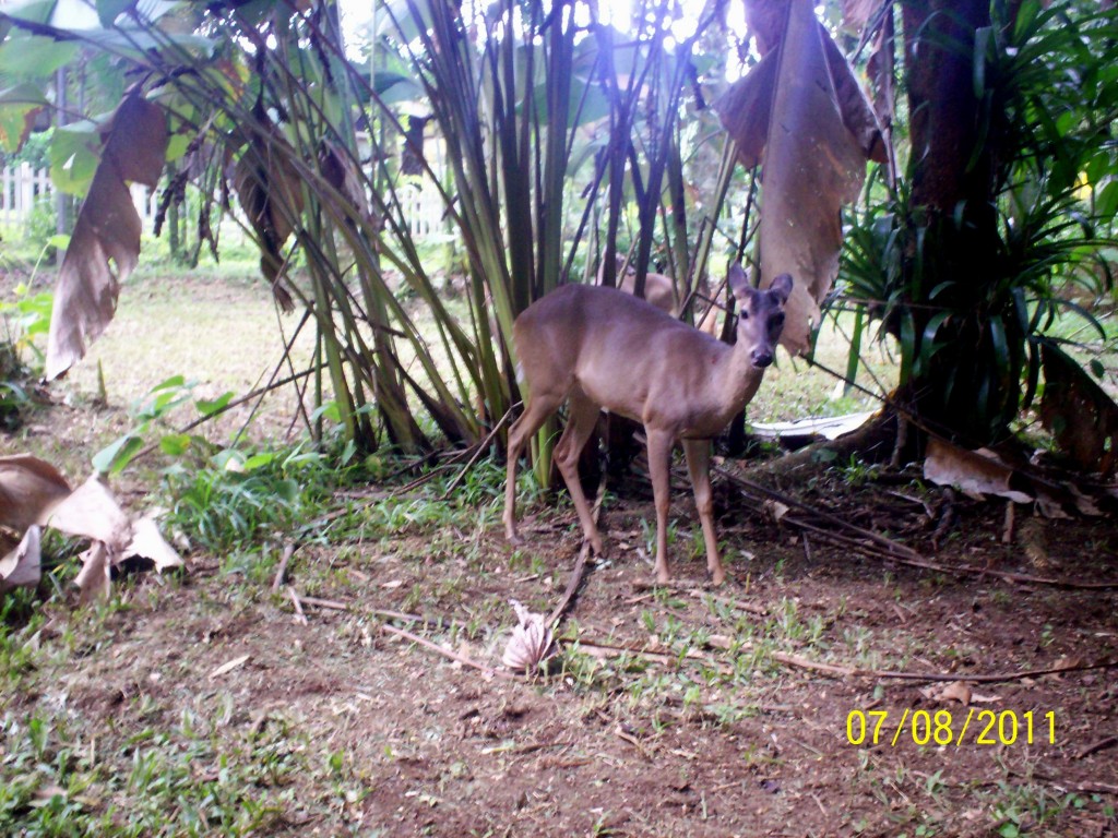 Foto: Venado (Cervus elaphus) - San Carlos (La Marina) (Alajuela), Costa Rica
