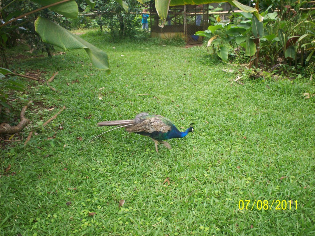 Foto: Pavo Real (Pavo cristatus ) - San Carlos (La Marina) (Alajuela), Costa Rica