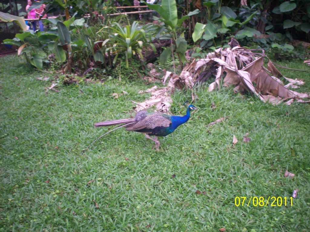 Foto: Pavo Real (Pavo cristatus ) - San Carlos (La Marina) (Alajuela), Costa Rica