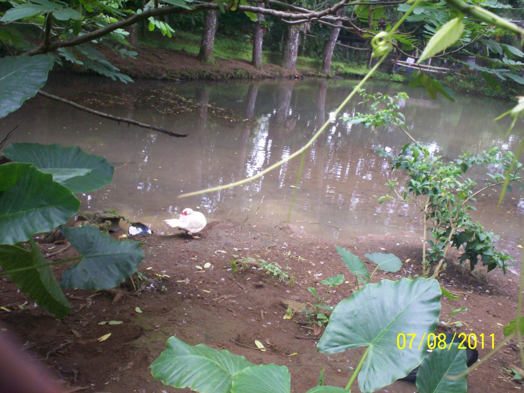 Foto de San Carlos (La Marina) (Alajuela), Costa Rica