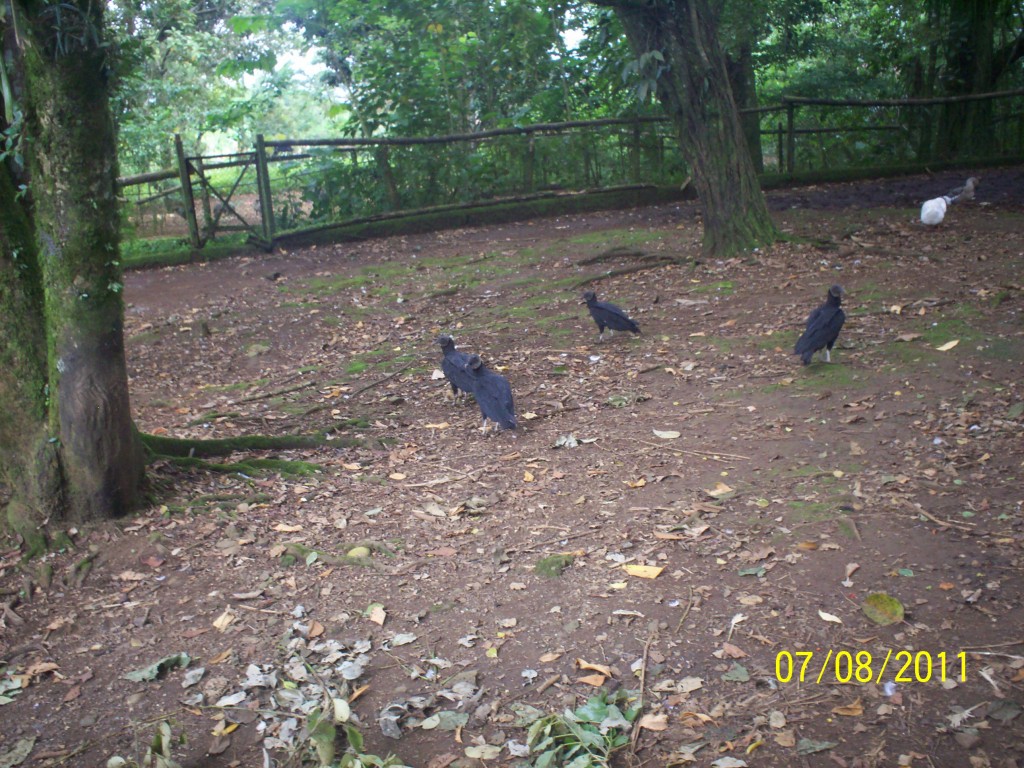 Foto: zopilote  (Coragyps atratus - San Carlos (La Marina) (Alajuela), Costa Rica