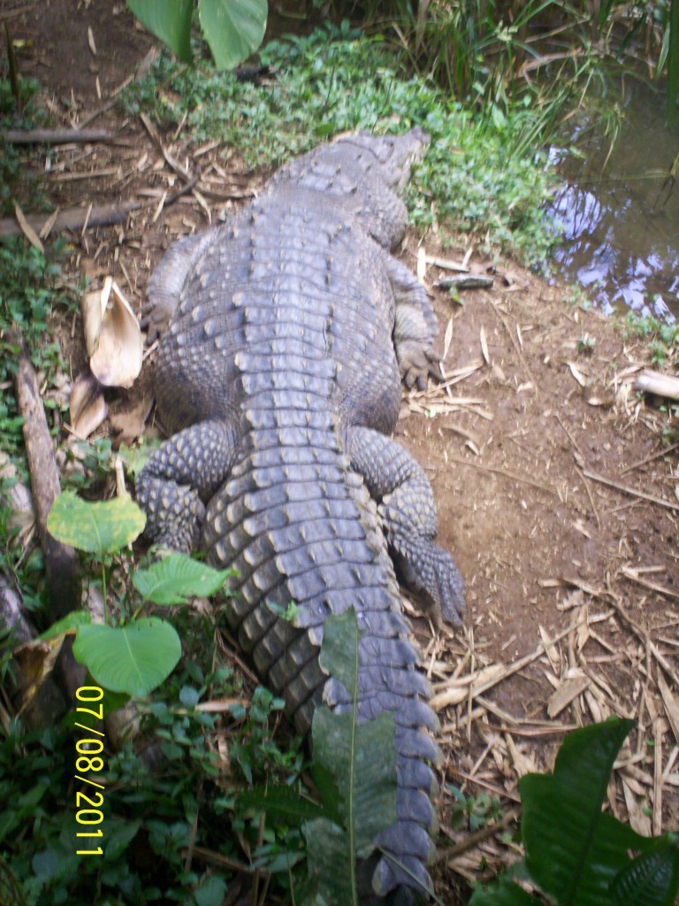 Foto: Cocodrilo (Crocodylus acutus) - San Carlos (La Marina) (Alajuela), Costa Rica