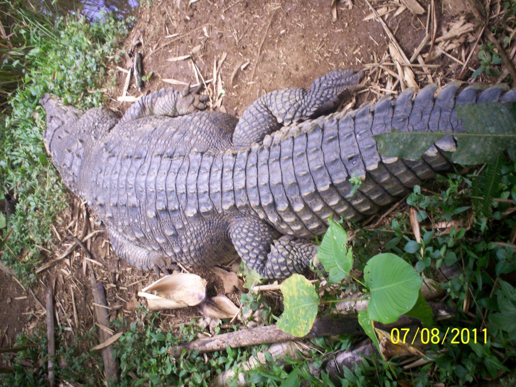Foto: COCODRILO Nombre Científico: Crocodylus Acutus - San Carlos (La Marina) (Alajuela), Costa Rica