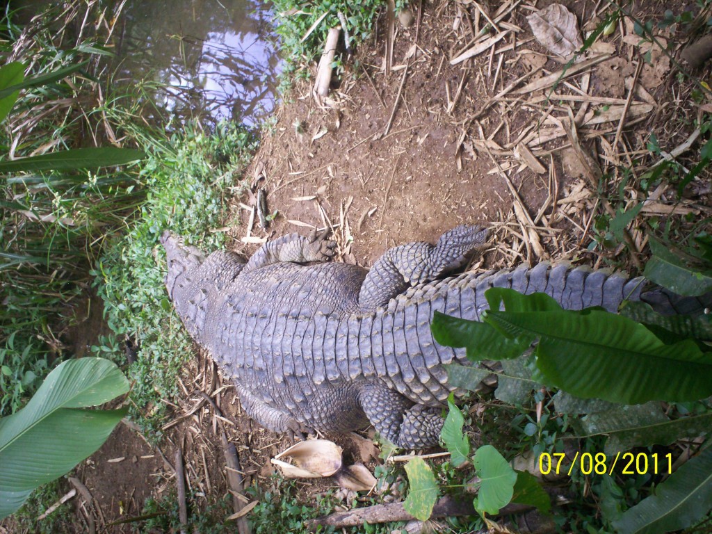 Foto: Cocodrilo (Crocodylus acutus) - San Carlos (La Marina) (Alajuela), Costa Rica