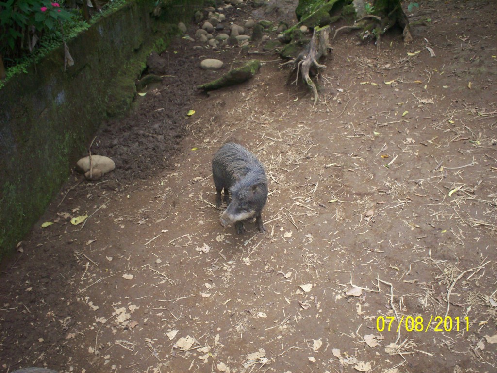 Foto: Zaíno      Nombre científico Pecari tajacu - San Carlos (La Marina) (Alajuela), Costa Rica